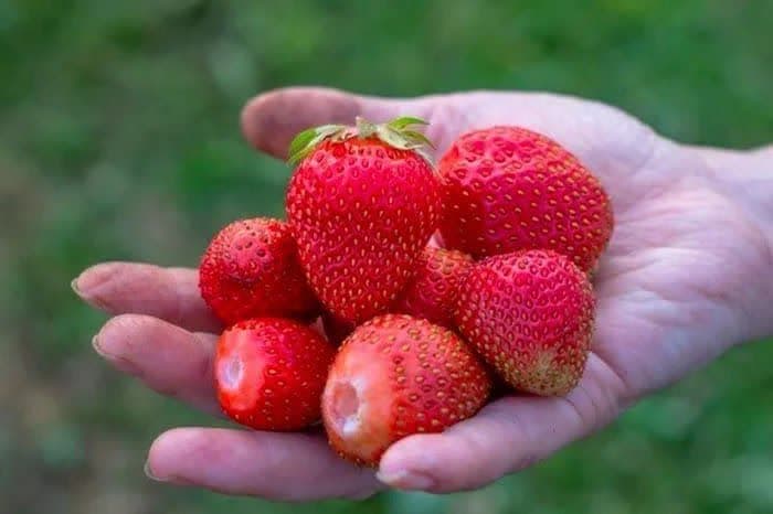 برداشت توت فرنگی