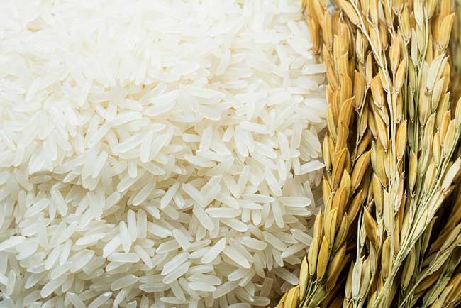 شالیکوبی گیلان