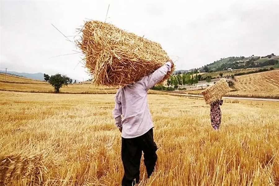 مطالبات گندم کاران مازندرانی