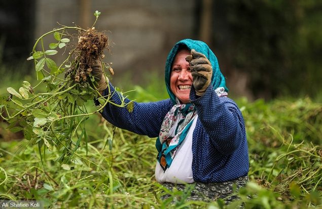 بادام زمینی گیلان
