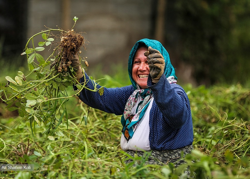بادام زمینی گیلان